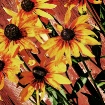 rudbeckia 2 low k...