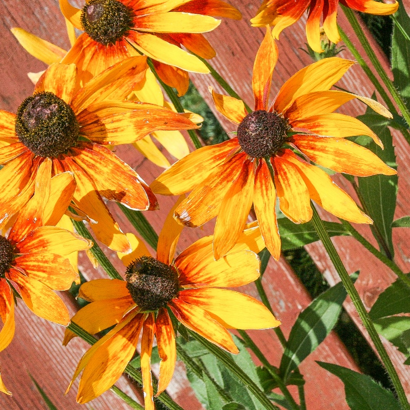 rudbeckia 2