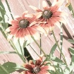 rudbeckia 3 high ...
