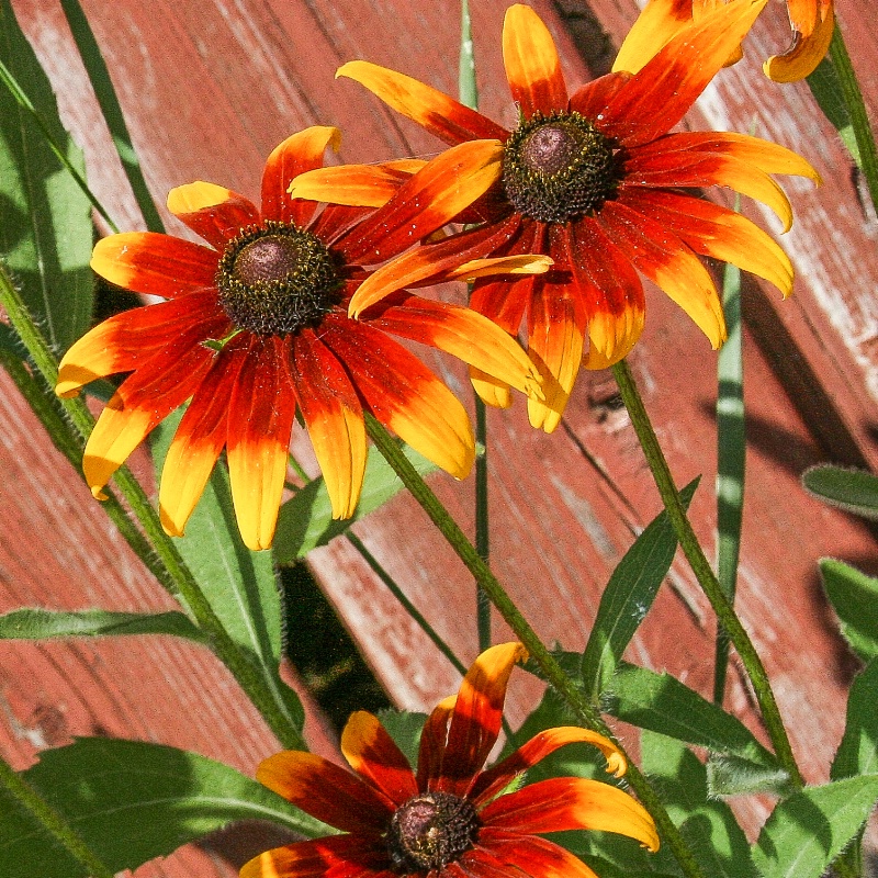 rudbeckia 3