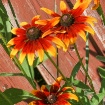 rudbeckia 3