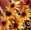 rudbeckia low key