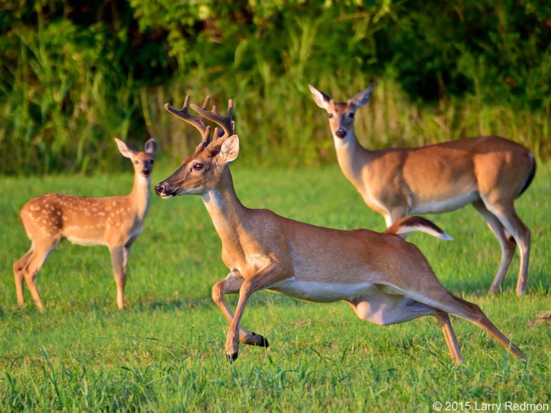 Running Deer