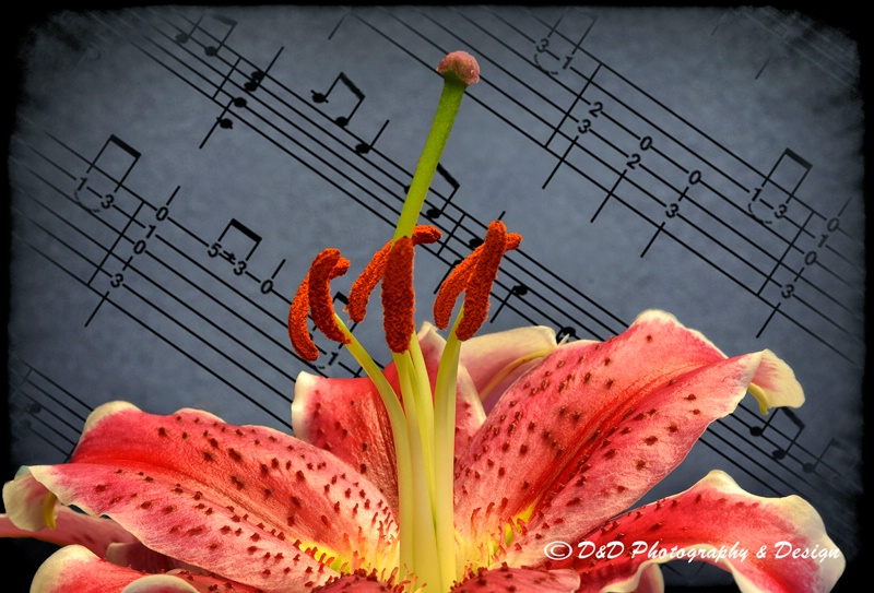 Garden Lily