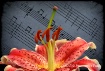 Garden Lily