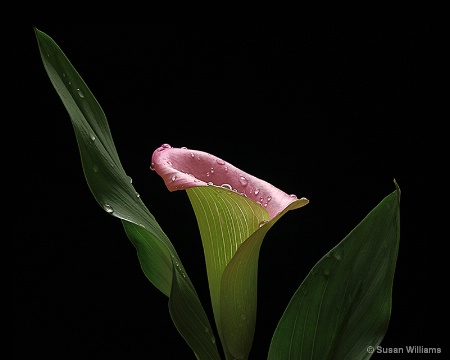 Calla Lily