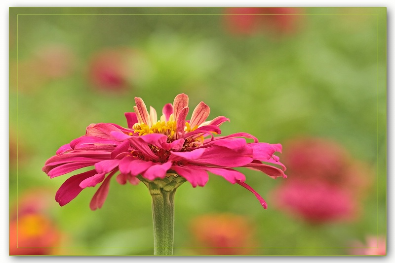 bright pink zinnia