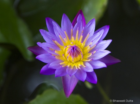 Water Lily