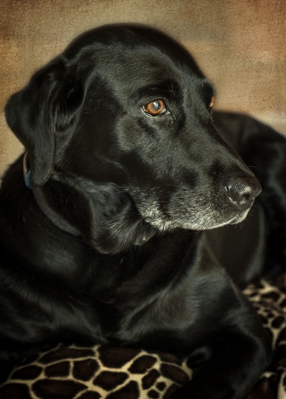 Black Labrador Retriever