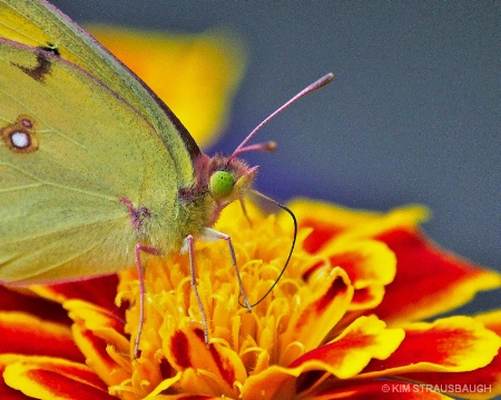 Yellow Sulfur Butterfly