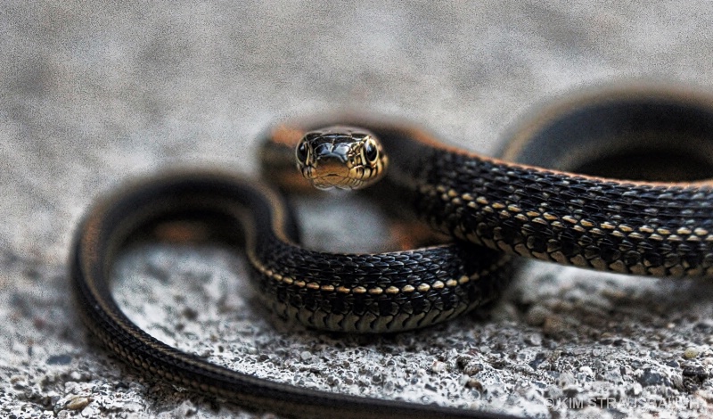 Baby Garter Snake