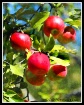 Ready to pick