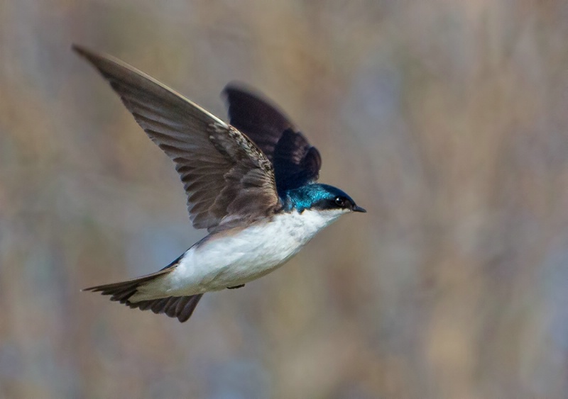 Tree Swallow in Flight     