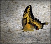 Butterfly on Pati...