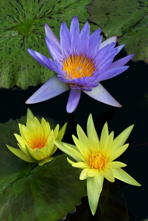 Day Water Lillies