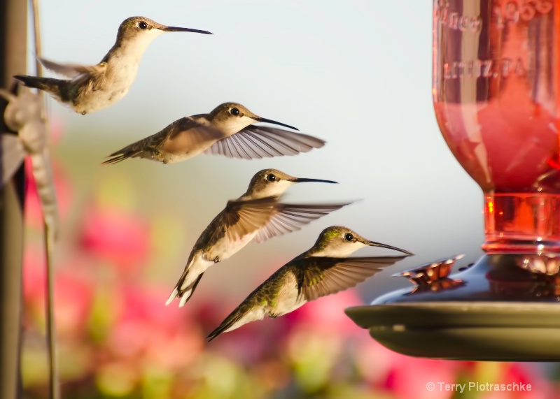 Golden Hour Dinner Flight - ID: 14968932 © Terry Piotraschke