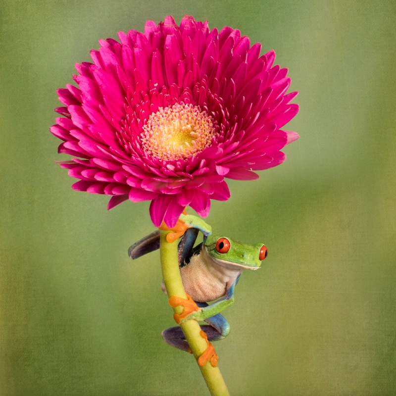 Happy Frog