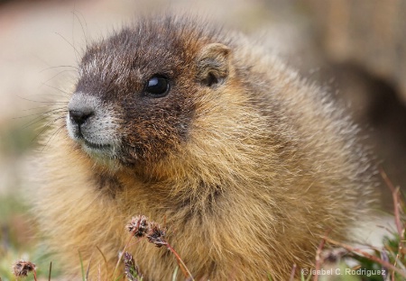Cute Marmot Face