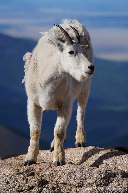 Top of the Mountain Goat