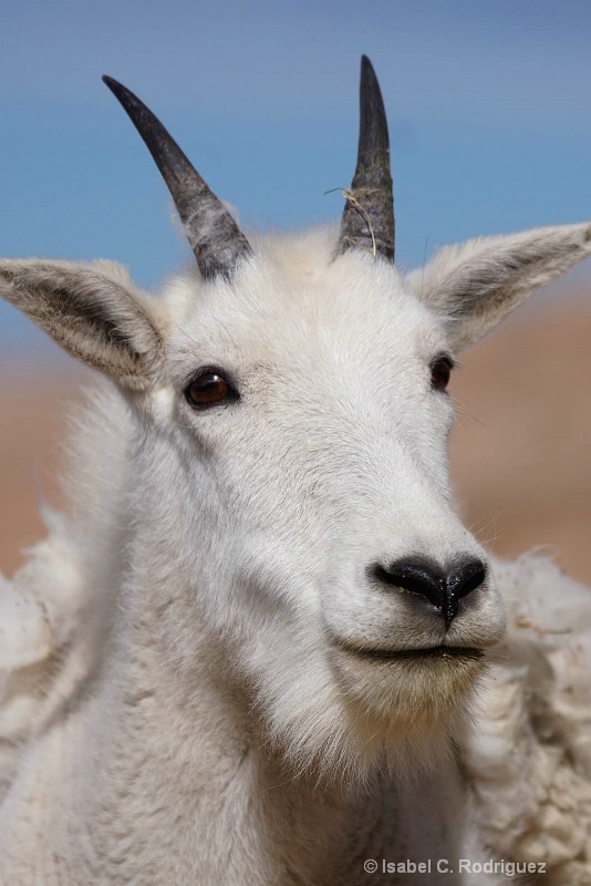 Junior Goat Portrait