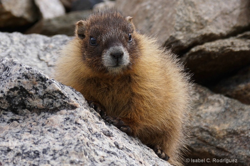 Curious Baby Marmot