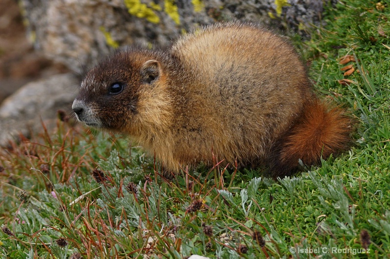 Baby Marmot