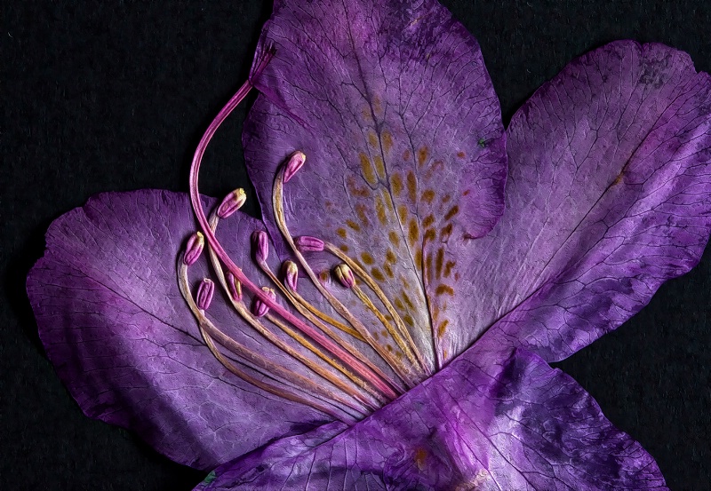 dried flower - ID: 14969546 © Birthe Gawinski