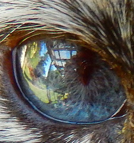 Reflection in Cat's Eye