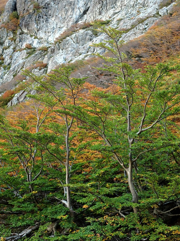 Early autumn contrasting colors