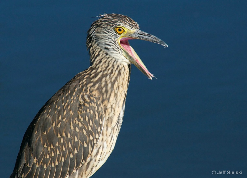 "Say What"!!  Immature Night-Heron