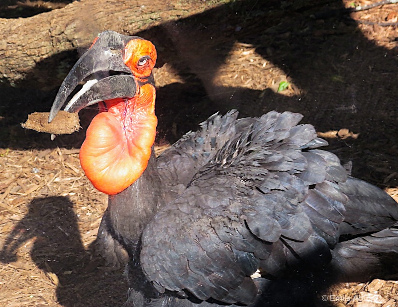 Male Southern Ground Hornbill