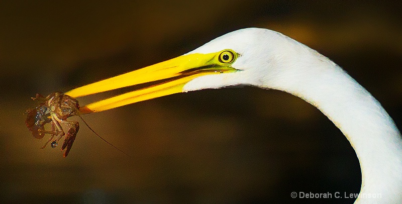 Great Egret with Crayfish