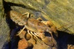 Crawling Out From...