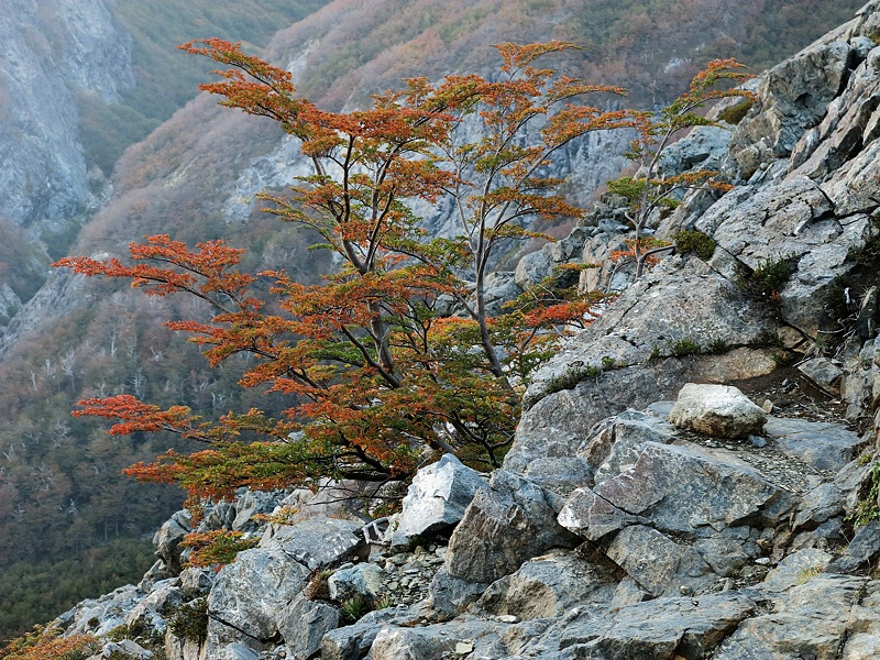 Southern beech shrub growing on rocks