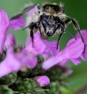 Wet Bumble Bee
