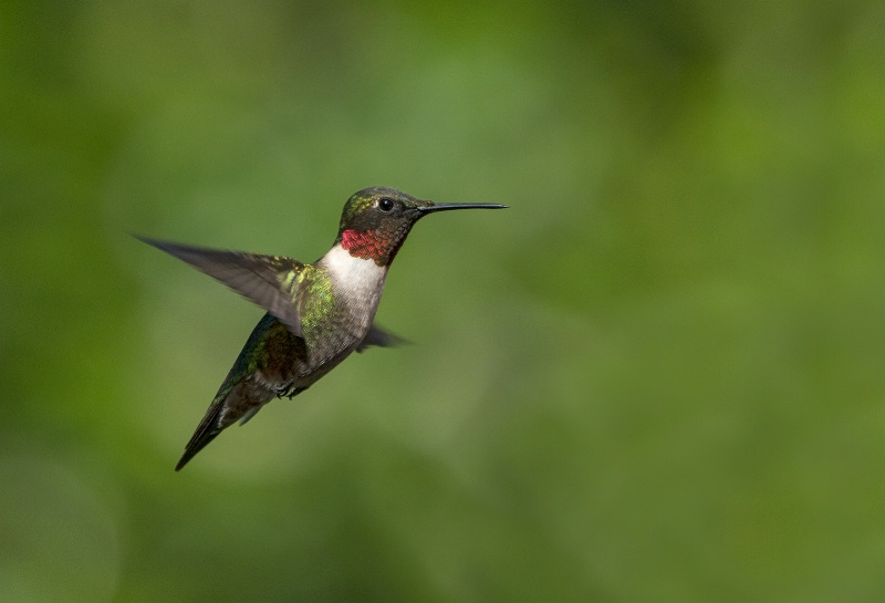 Hummingbird # 9 - ID: 14970976 © Michael Cenci