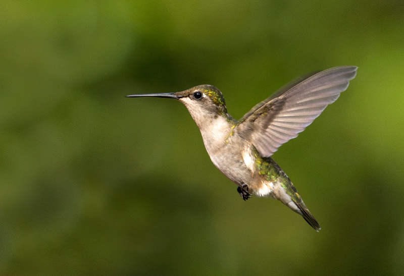 Hummingbird # 10 - ID: 14970977 © Michael Cenci