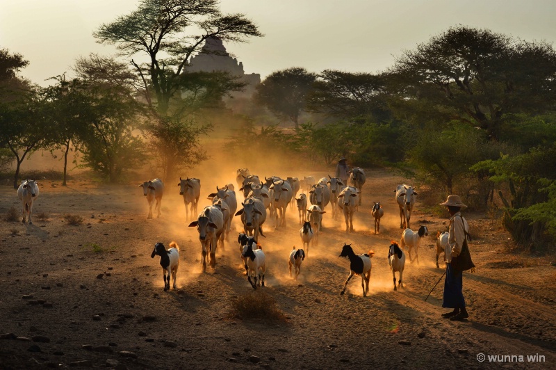 daily rural life in bagan 