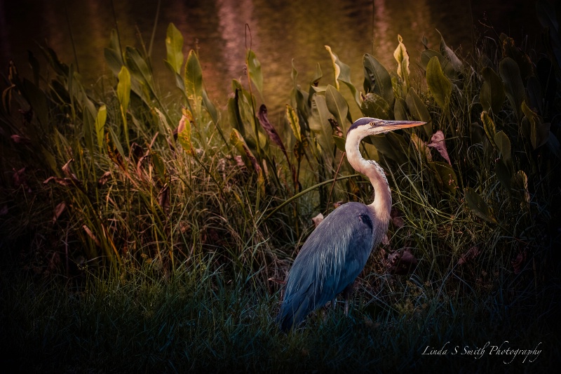 blue heron on the hunt