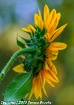 backlit sunflower