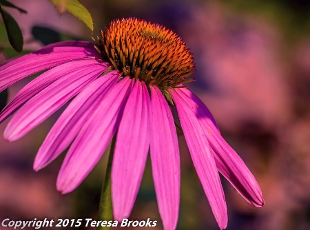 purple coneflower