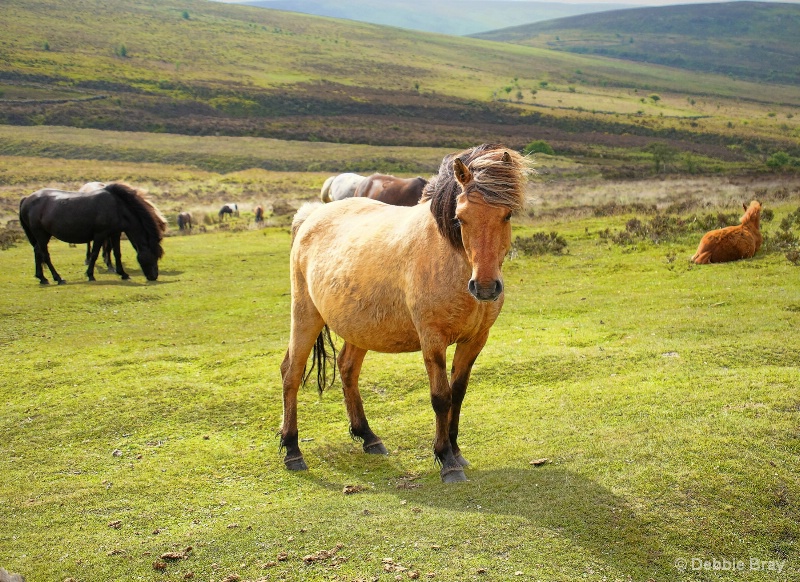 The Dartmoor pony