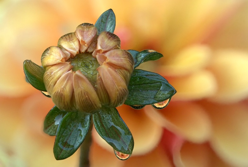 Dahlia Bud Water Drops