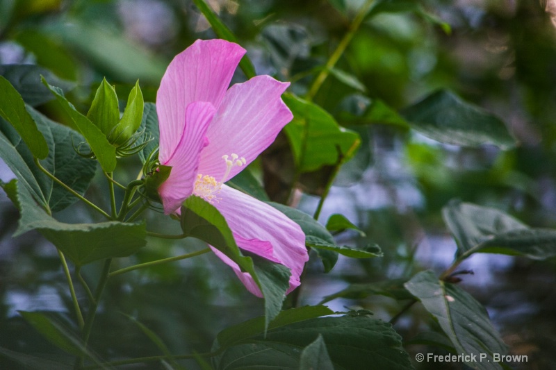 Lake side Flower-2501