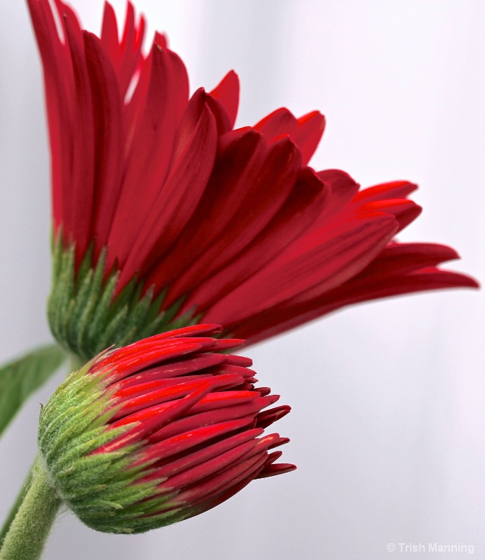 Gerber Daisies - stages of blooming