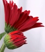 Gerber Daisies - ...