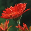 Gerber Daisy - af...