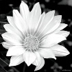 Daisy Simplicity ...