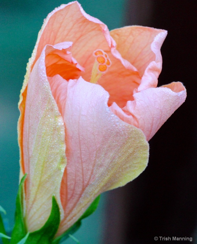 Peach-tone Hibiscus Unfolding...