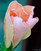 Peach-tone Hibisc...